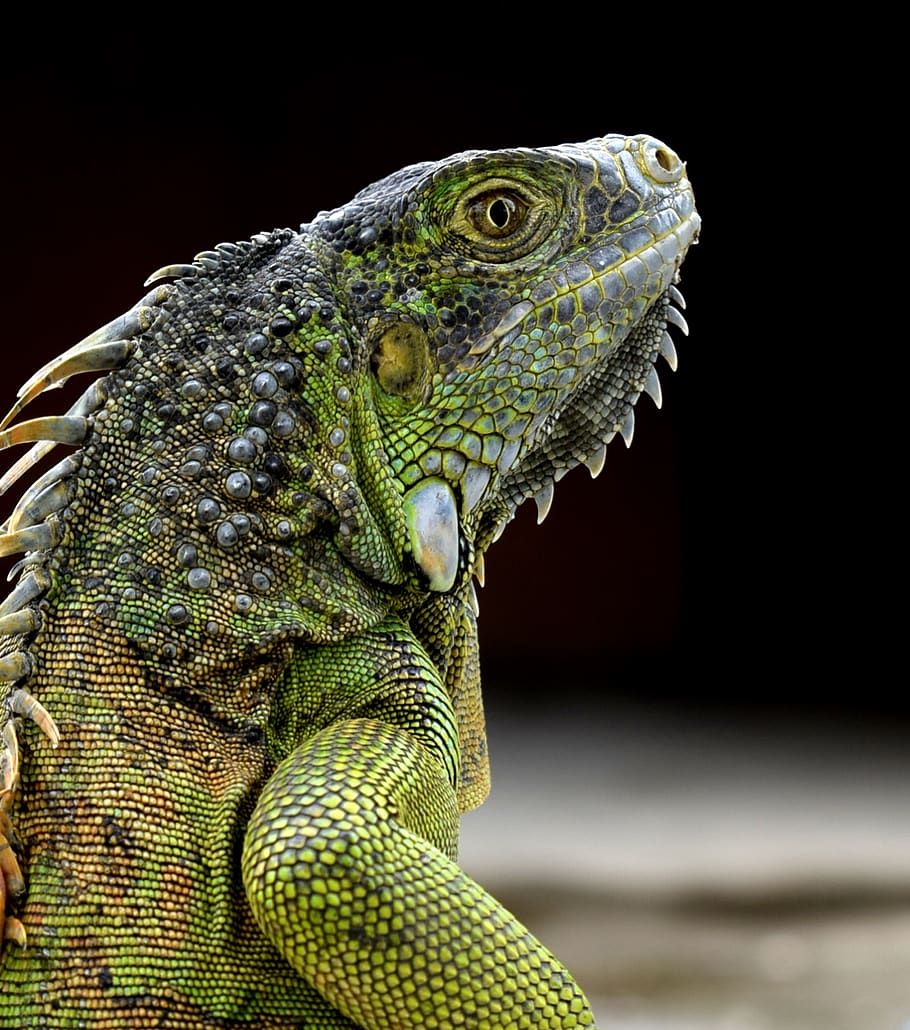 iguana, green iguana, reptile, animals, nature, scaly, wild, HD wallpaper