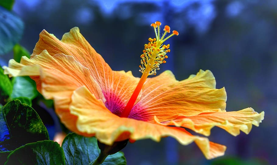 hibiscus, full, bloom, orange, yellow, nature, flower, leaf