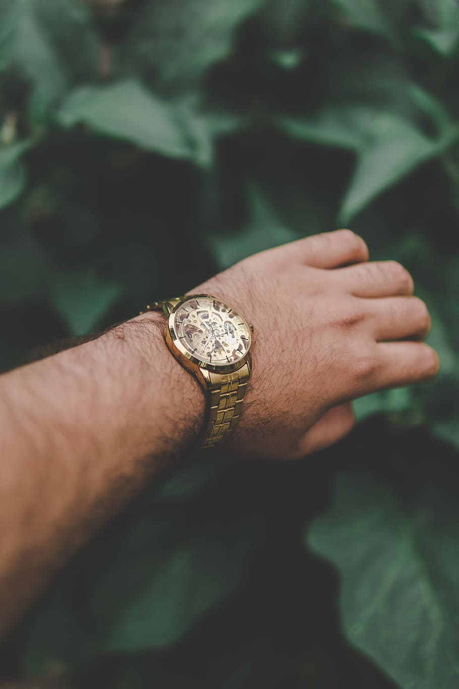 person wearing round gold-colored watch, hand, leaf, leaves, plant, HD wallpaper