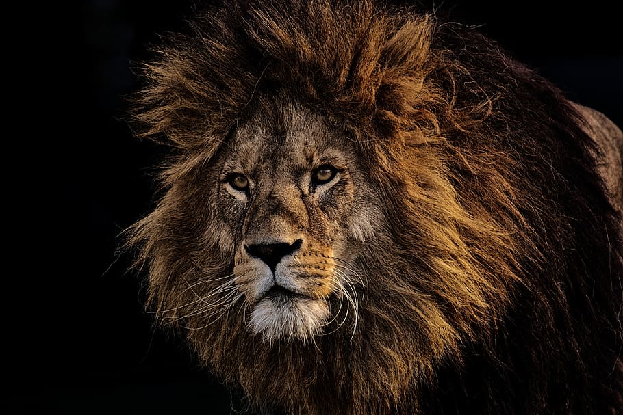 Brown Lion, animal, animal photography, animal portrait, felidae, HD wallpaper