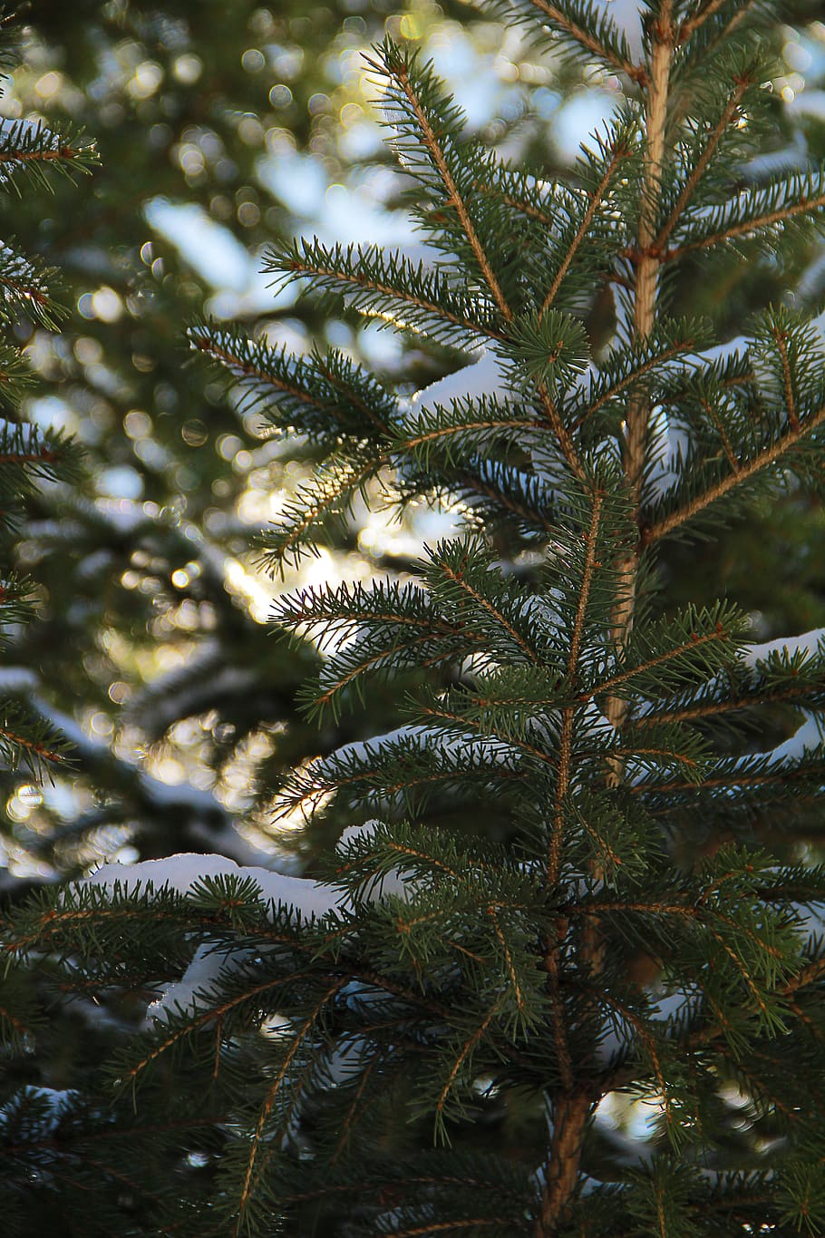 russia, beloretsk, bokeh, winter, snow, trees, forest, wallpaper HD wallpaper