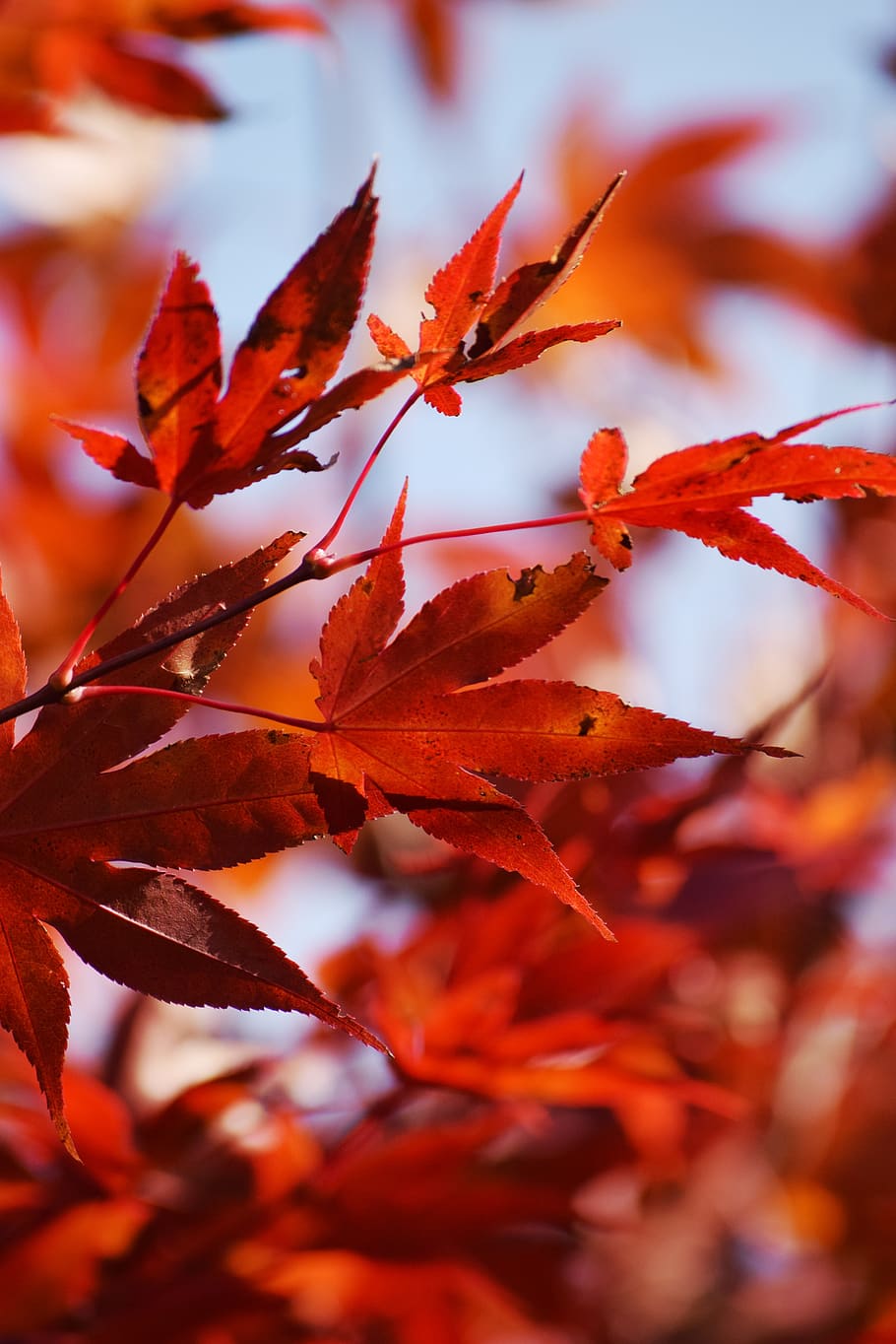 brown Maple tree leaves, autumn, plant part, leaf, orange color HD wallpaper