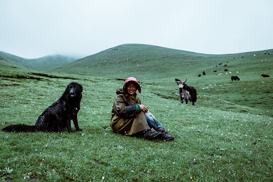 woman sitting on green grass field, dog, animal, person, human, HD wallpaper