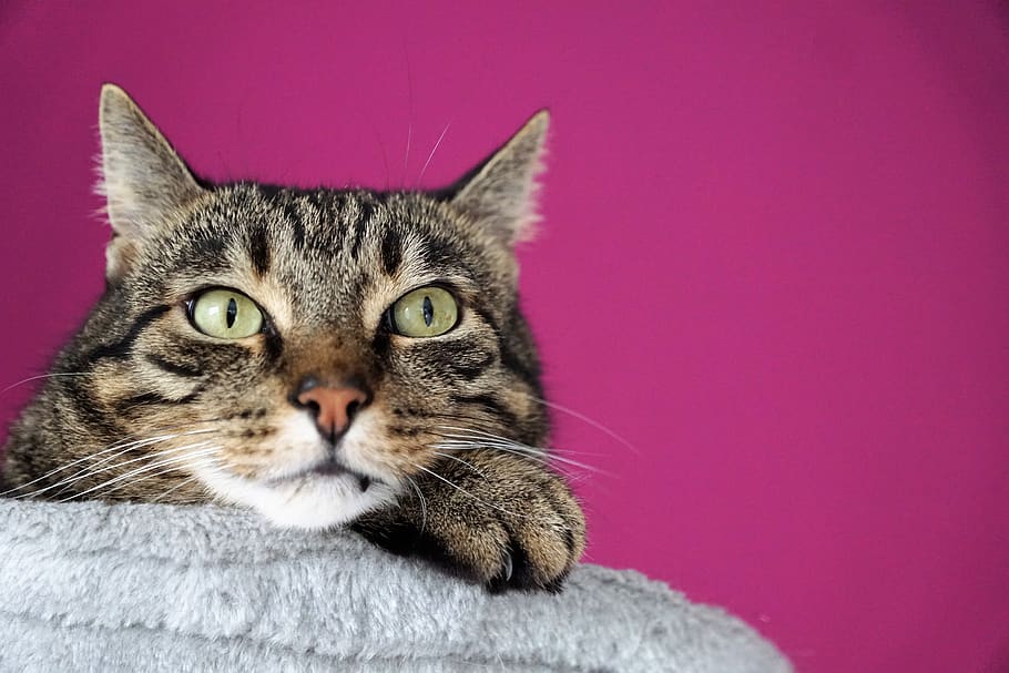 cat, snout, face, ears, view, pet, animal, eyes, animal world HD wallpaper