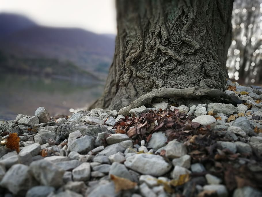 rocks, tree, forest, roots, tree trunk, day, selective focus HD wallpaper