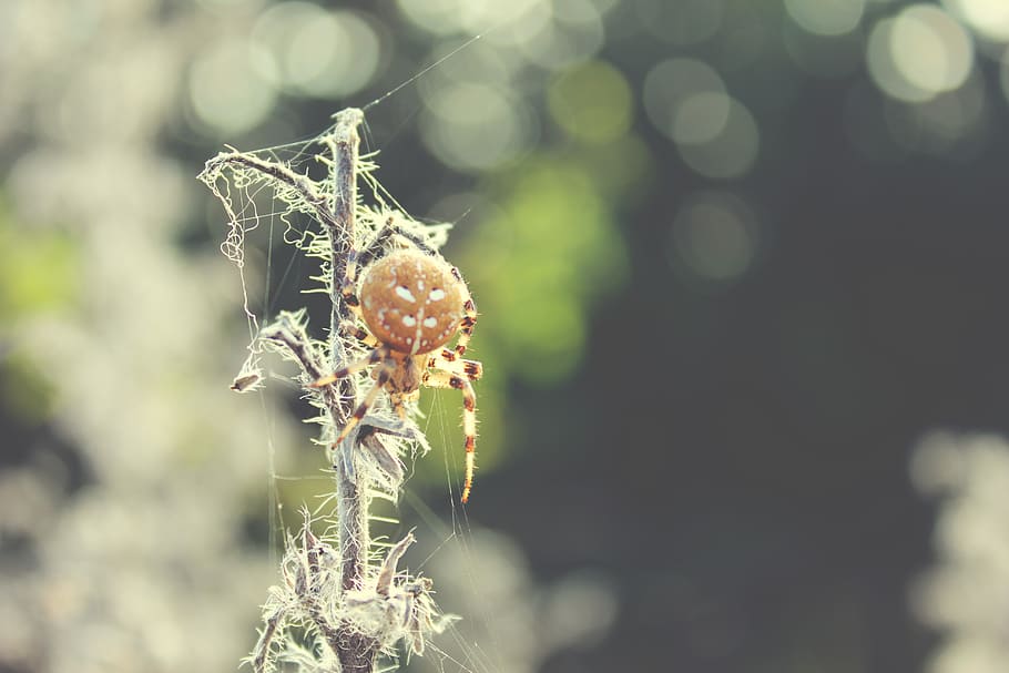 germany, thuringia, spider, forest, plant, close-up, focus on foreground HD wallpaper