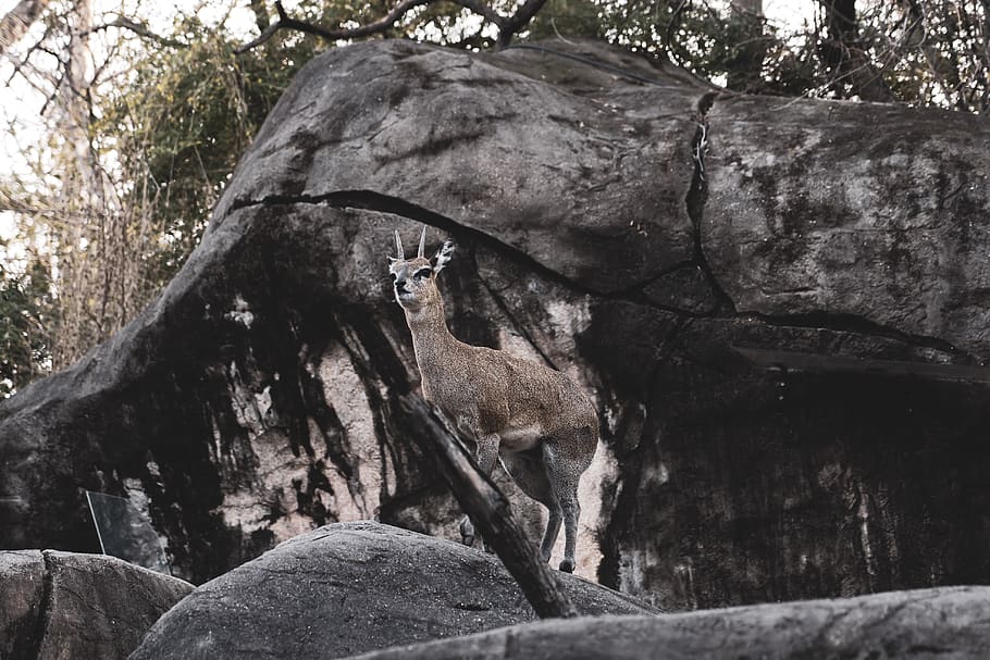 brown deer standing on rock, animal, mammal, wildlife, antelope HD wallpaper