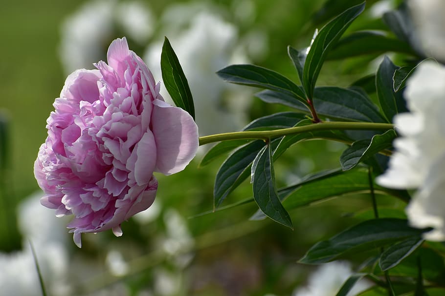 pink carnation flower, blossom, plant, peony, rose, geranium HD wallpaper
