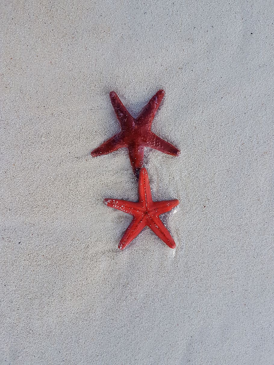 two red starfish on sand, shape, star shape, no people, animal themes HD wallpaper