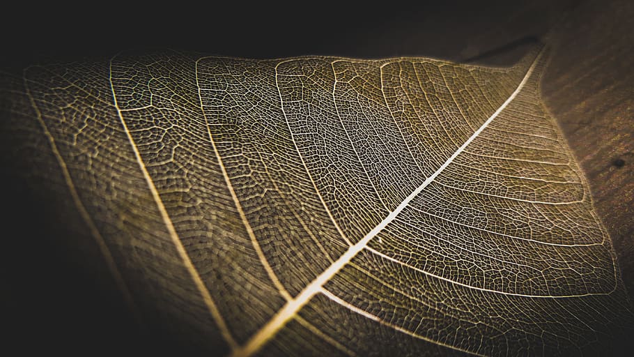 pattern, abstract, nature, textile, dry, decoration, skull of leaf, HD wallpaper