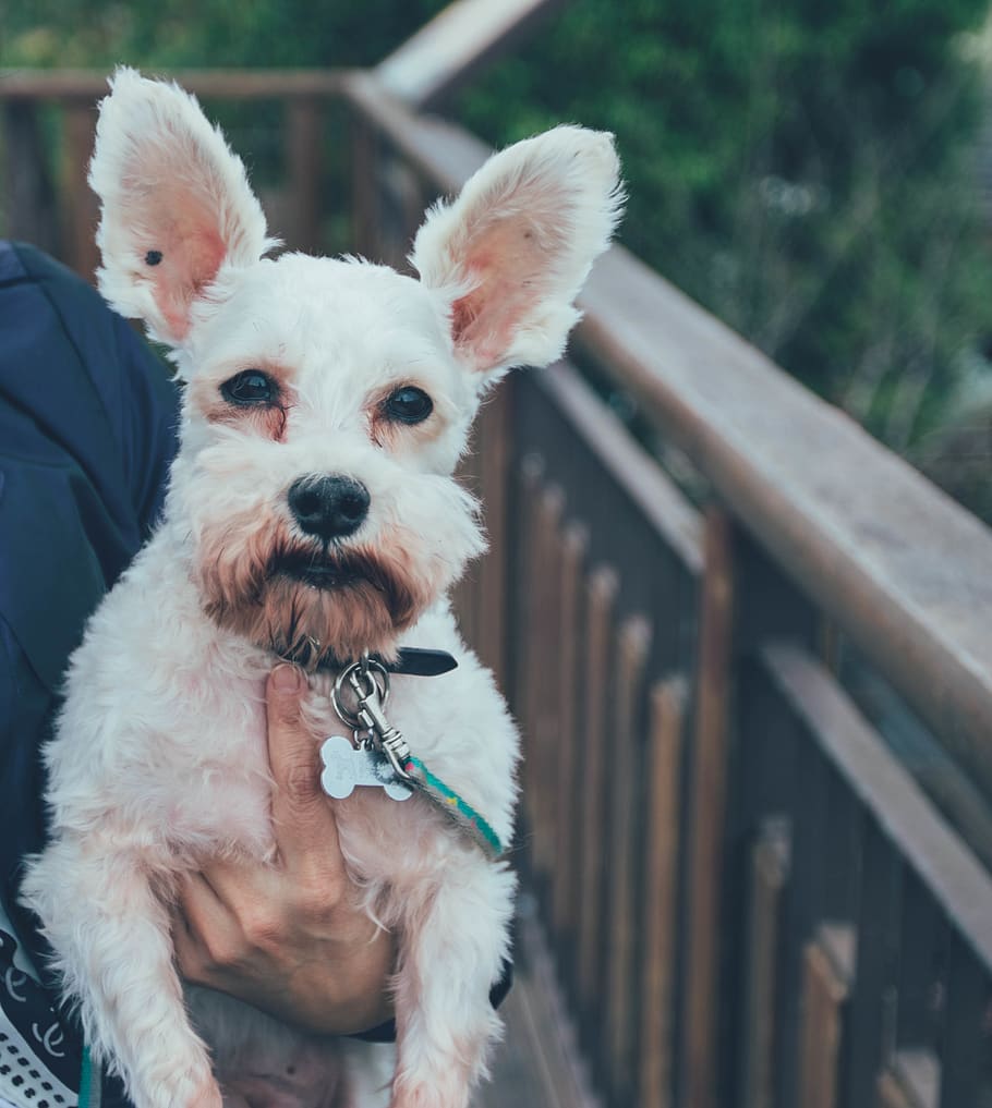 dog, Schnauzer, snapshot, domestic animals, canine, pets, one animal HD wallpaper