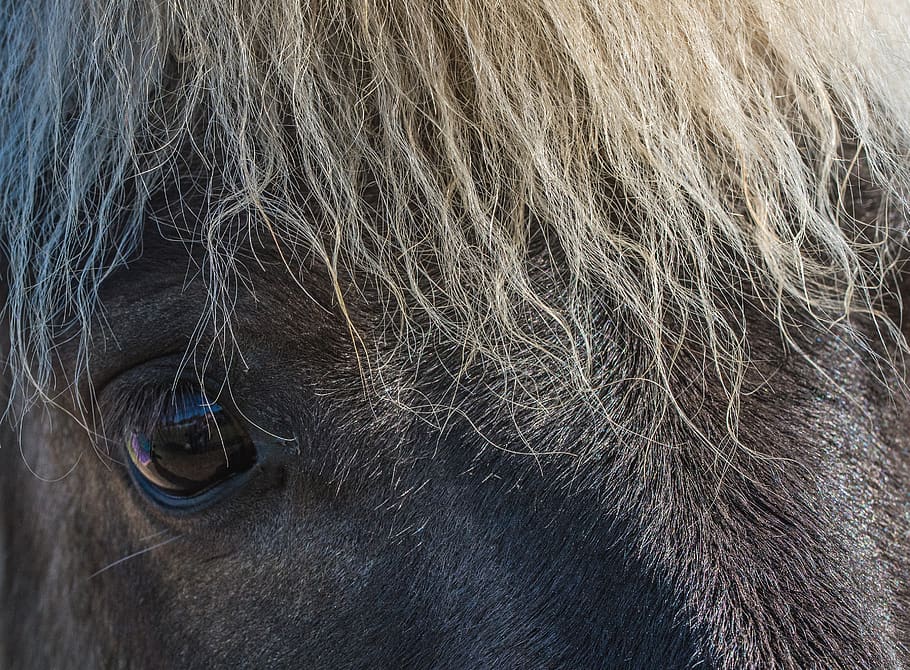 horse face, animal, animal themes, hair, mammal, domestic animals HD wallpaper