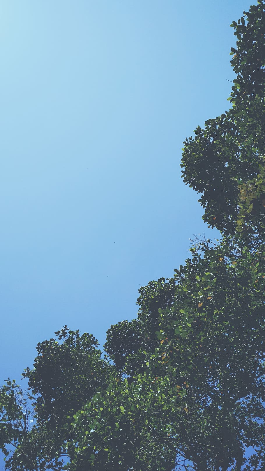 india, kerala, tree, plant, sky, growth, low angle view, clear sky HD wallpaper
