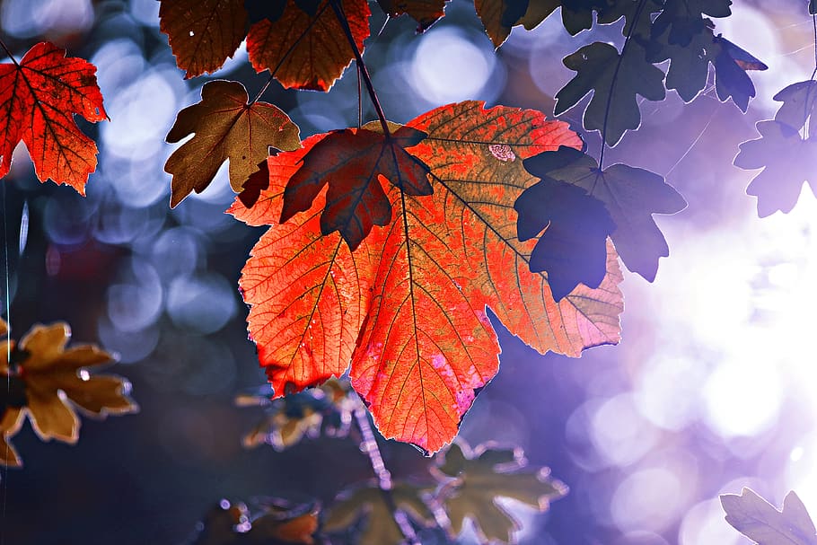 leaf, foliage, tree, autumn, forest, colorful, back lighting HD wallpaper