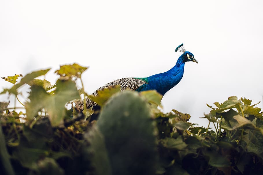 blue and black peacock, bird, animal, honey bee, insect, invertebrate HD wallpaper