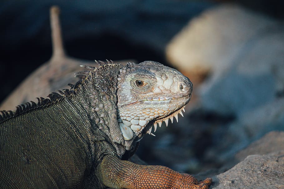 gray reptile, lizard, iguana, animal, thailand, chiangmai, chiangmai night safari HD wallpaper