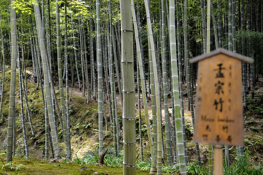 forest, bamboo, japan, trees, nature, green, east, spirituality HD wallpaper