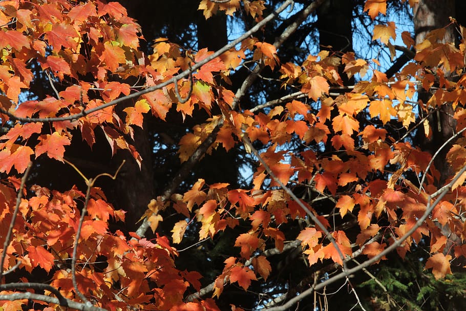 fall, colors, red, orange, yellow, trees, nature, maple, leaves HD wallpaper