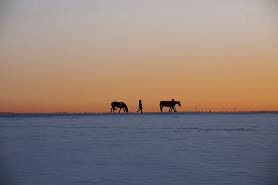 winter, snow, nature, cold, landscape, sunset, animals, sillouette HD wallpaper