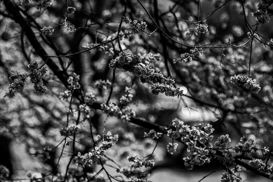 plant, tree, tree trunk, leaf, banister, handrail, conifer HD wallpaper