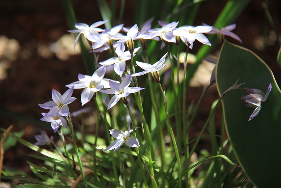 ipheion, flower, blue, spring, garden, sun, flowering plant HD wallpaper