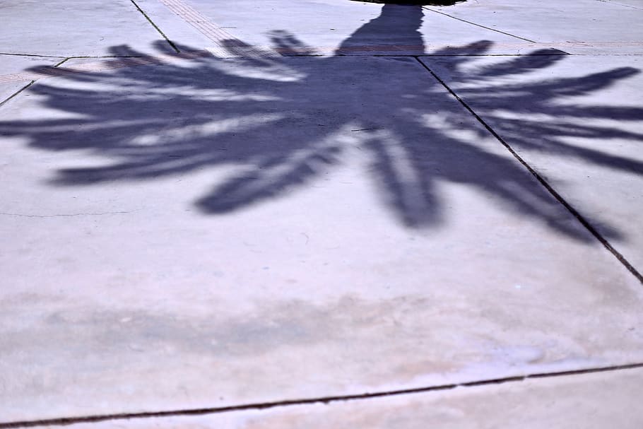 morocco, marrakesh, floor, palmtrees, marrakech, sunshine, shadow HD wallpaper