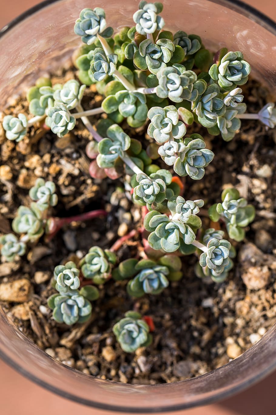 plant, green, high angle view, growth, potted plant, close-up HD wallpaper