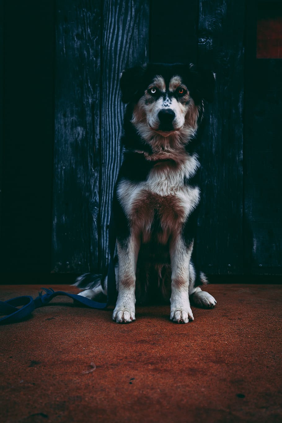 HD wallpaper: pet dog sitting down, one animal, mammal, pets, domestic  animals | Wallpaper Flare