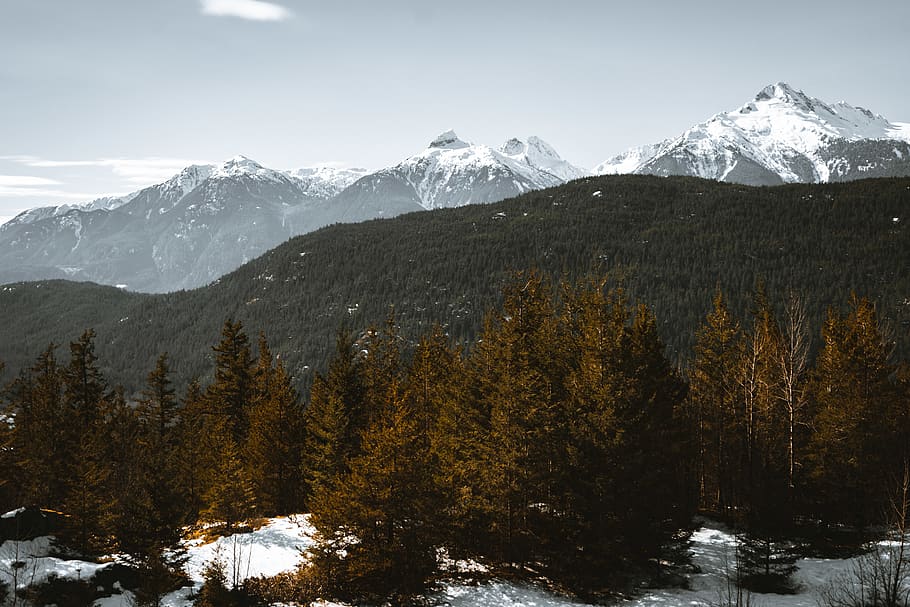 Brown Pine Trees, adventure, cold, daylight, evergreen, forest HD wallpaper
