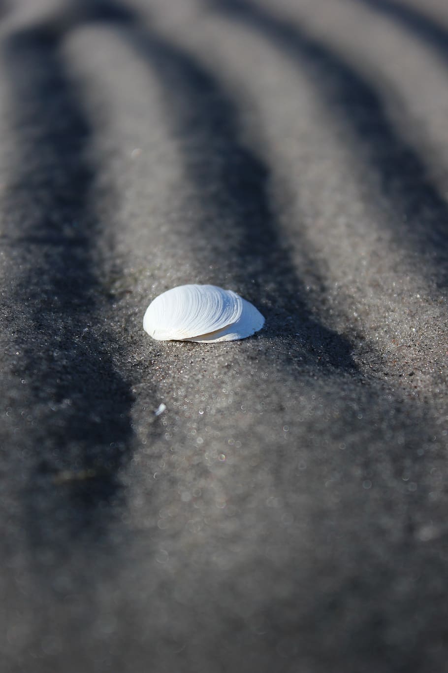 shell, sand, beach, sea, selective focus, no people, close-up HD wallpaper
