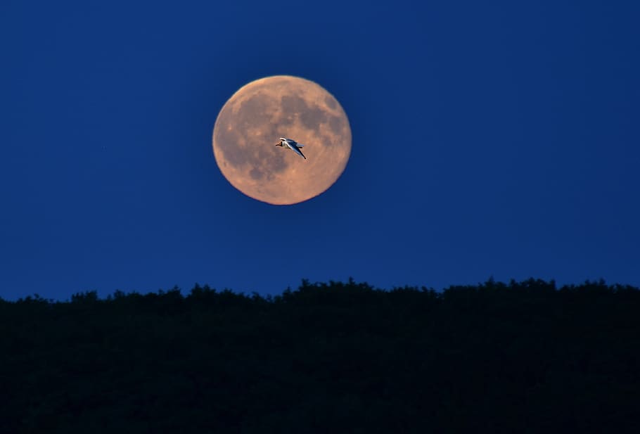moon, sky, scenics - nature, full moon, night, space, no people HD wallpaper