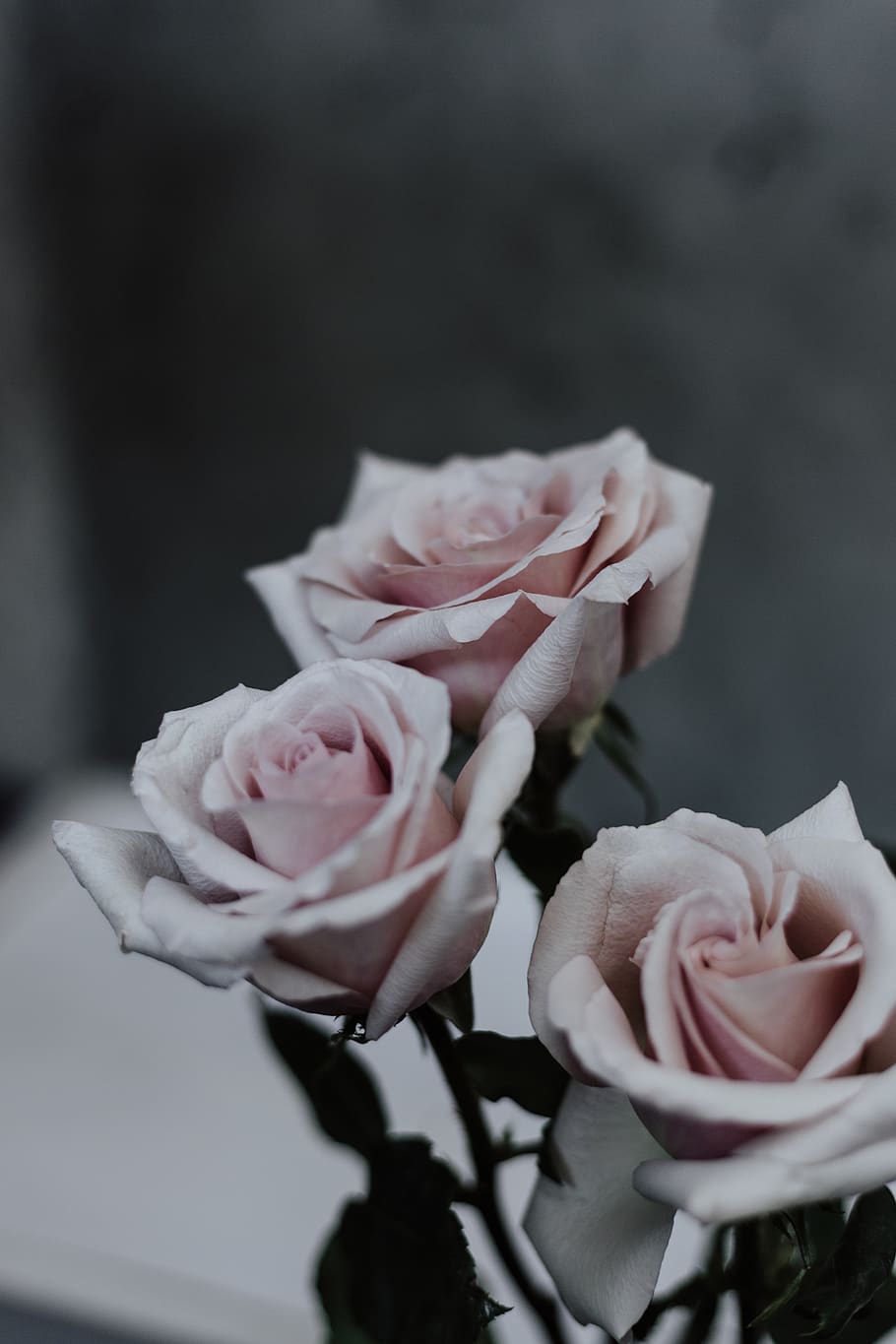 three pin roses, flower, plant, blossom, flower arrangement, flower bouquet HD wallpaper