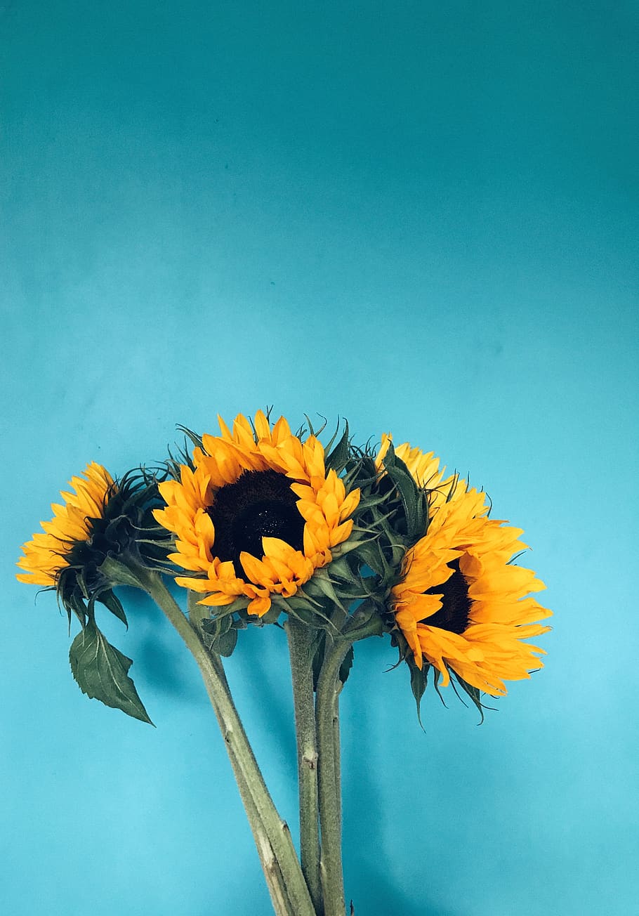 100 Sunflower Iphone Wallpapers  Wallpaperscom