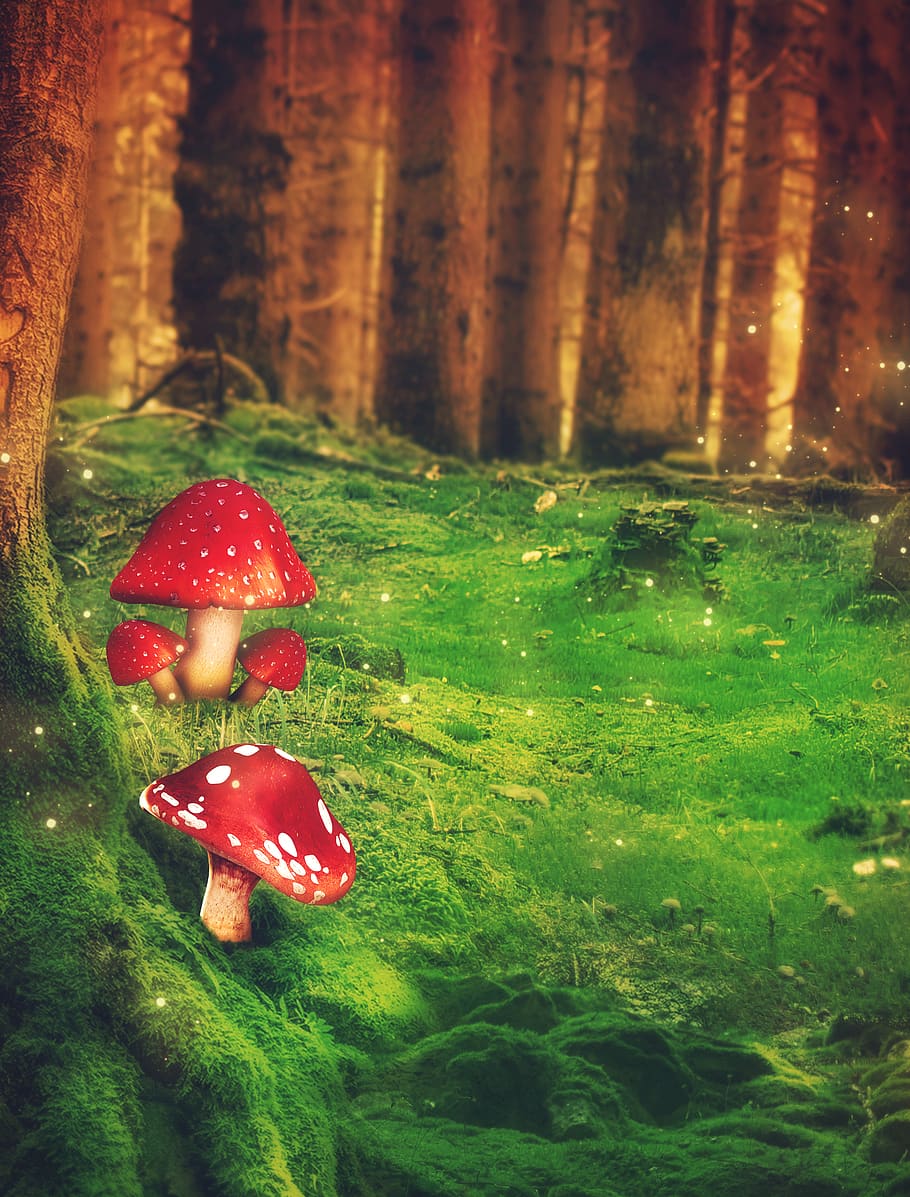 fantasy, forest, mushrooms, trees, grass, meadow, matryoshka, HD wallpaper