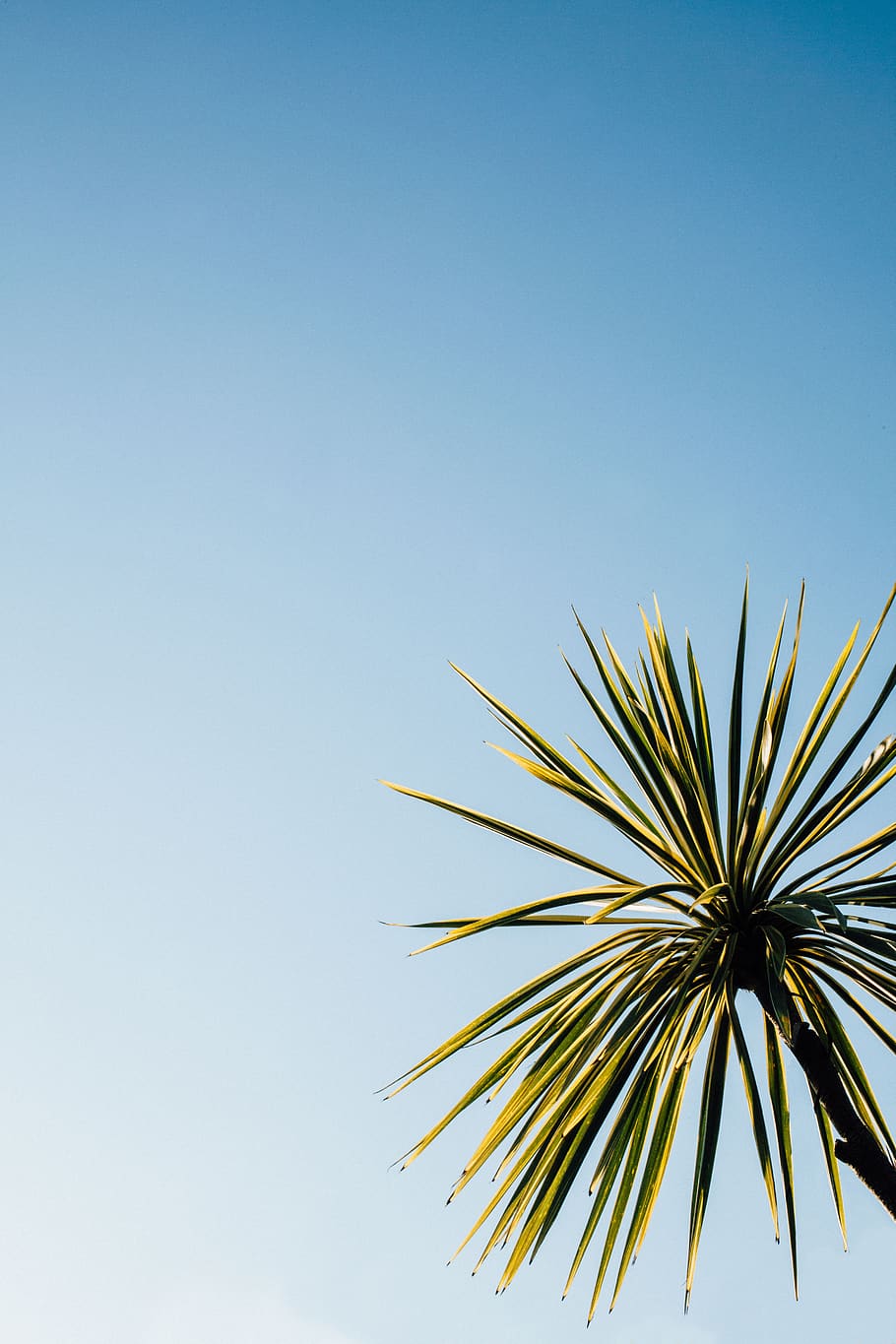 green, plant, tree, leaf, blue, sky, low angle view, clear sky HD wallpaper
