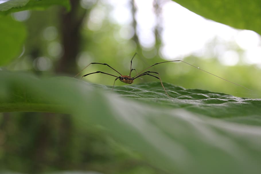 invertebrate, insect, animal wildlife, animal themes, animals in the wild HD wallpaper