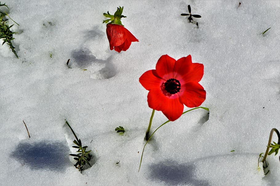 snow, flower, winter, flowering plant, freshness, red, beauty in nature HD wallpaper