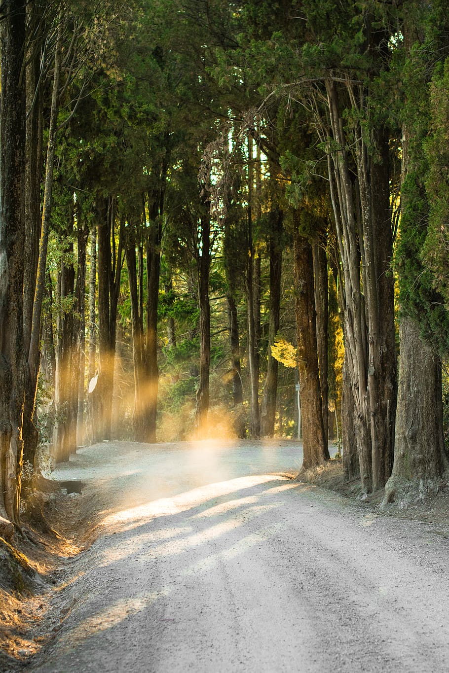 toskania, toskany, forest, path, mountains, tree, plant, land HD wallpaper