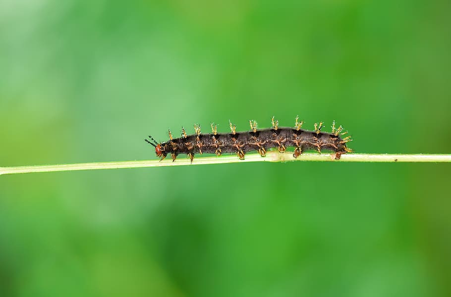 caterpillar, macro, wallpaper, wild, nature, böcek, green HD wallpaper