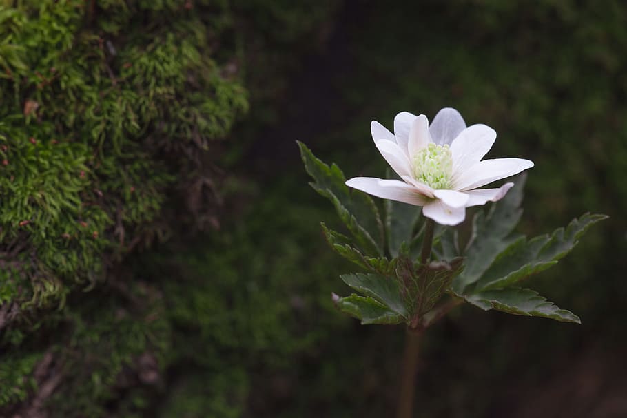 beautiful, blossom, bunch, closeup, detail, flora, floral, flores HD wallpaper