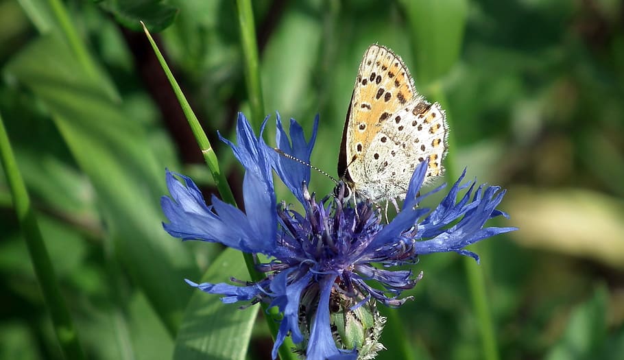 butterfly, insect, flower, cornflower, nature, macro, wings HD wallpaper