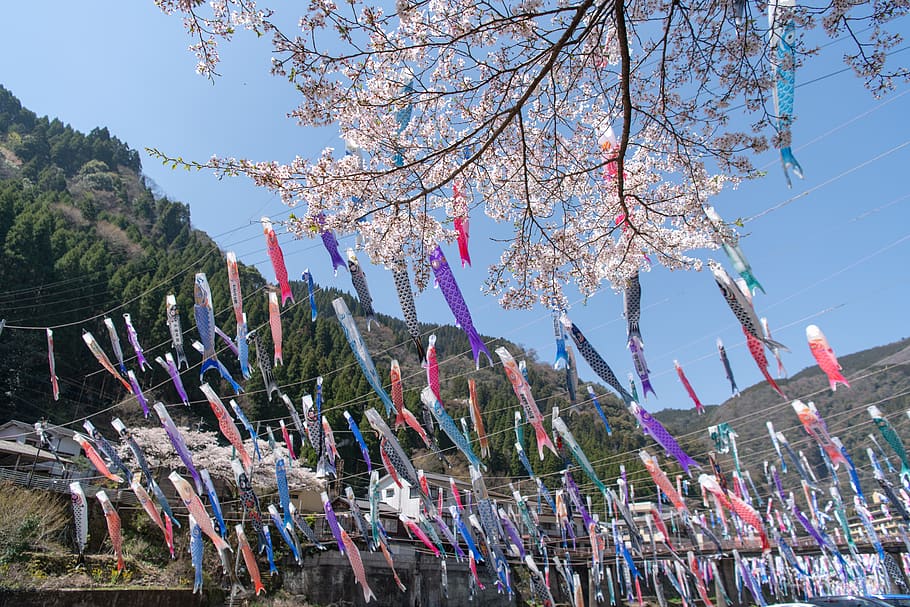 plant, symbol, flag, flower, blossom, crowd, festival, text HD wallpaper