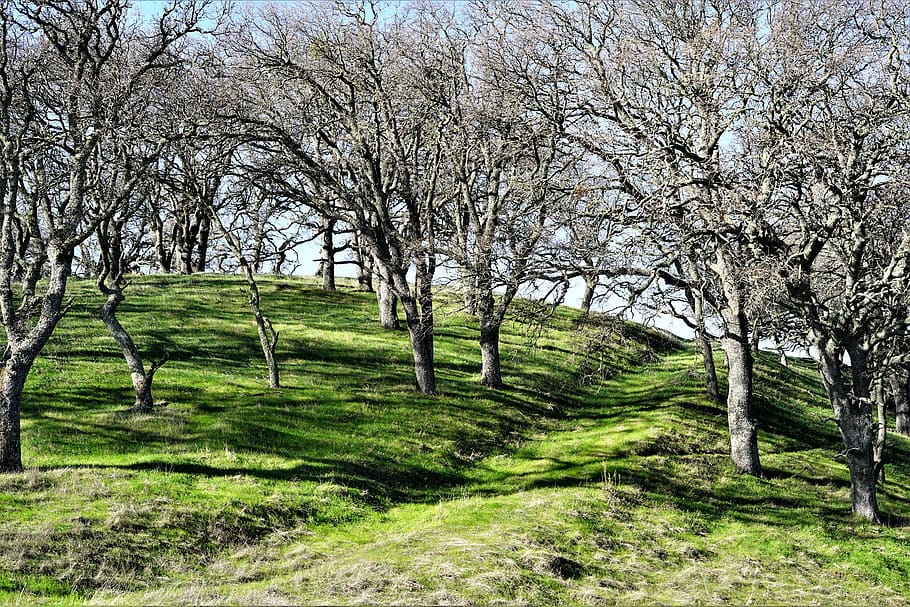 trees, green, peace, plant, beauty in nature, tranquility, tranquil scene HD wallpaper