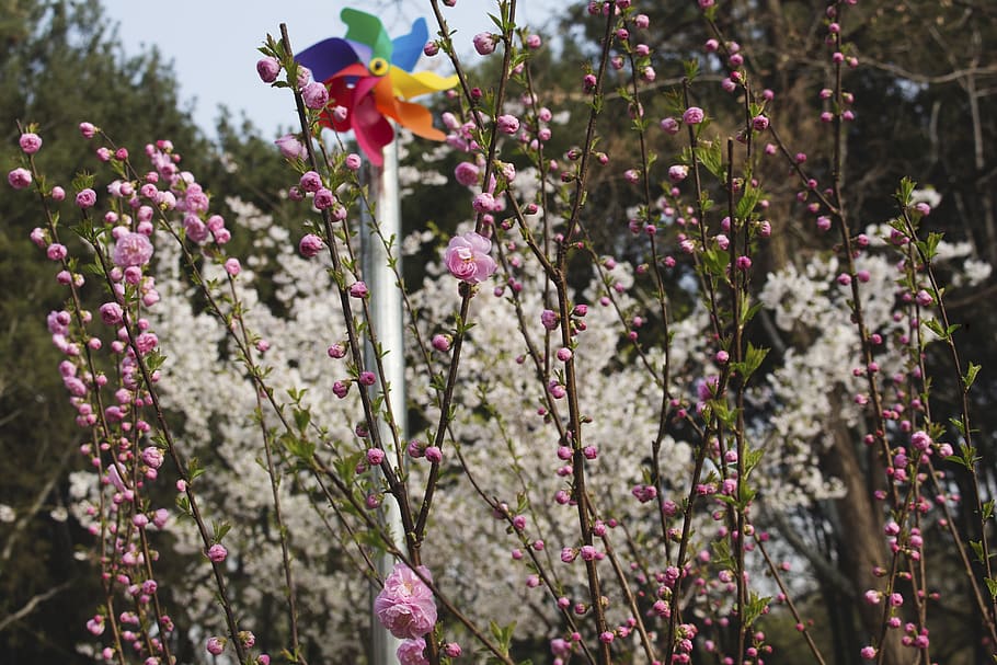 cherry, flower, spring, 玉渊潭, flowering plant, growth HD wallpaper