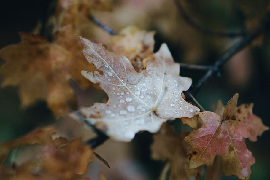 leaf, rain, raindrop, storm, fall, water, foreset, wilderness HD wallpaper