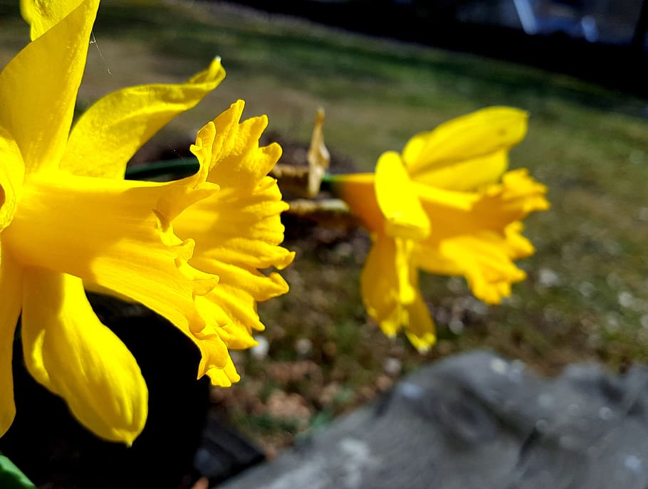 narcissus, yellow, easter, pair, two, flower, spring, garden HD wallpaper