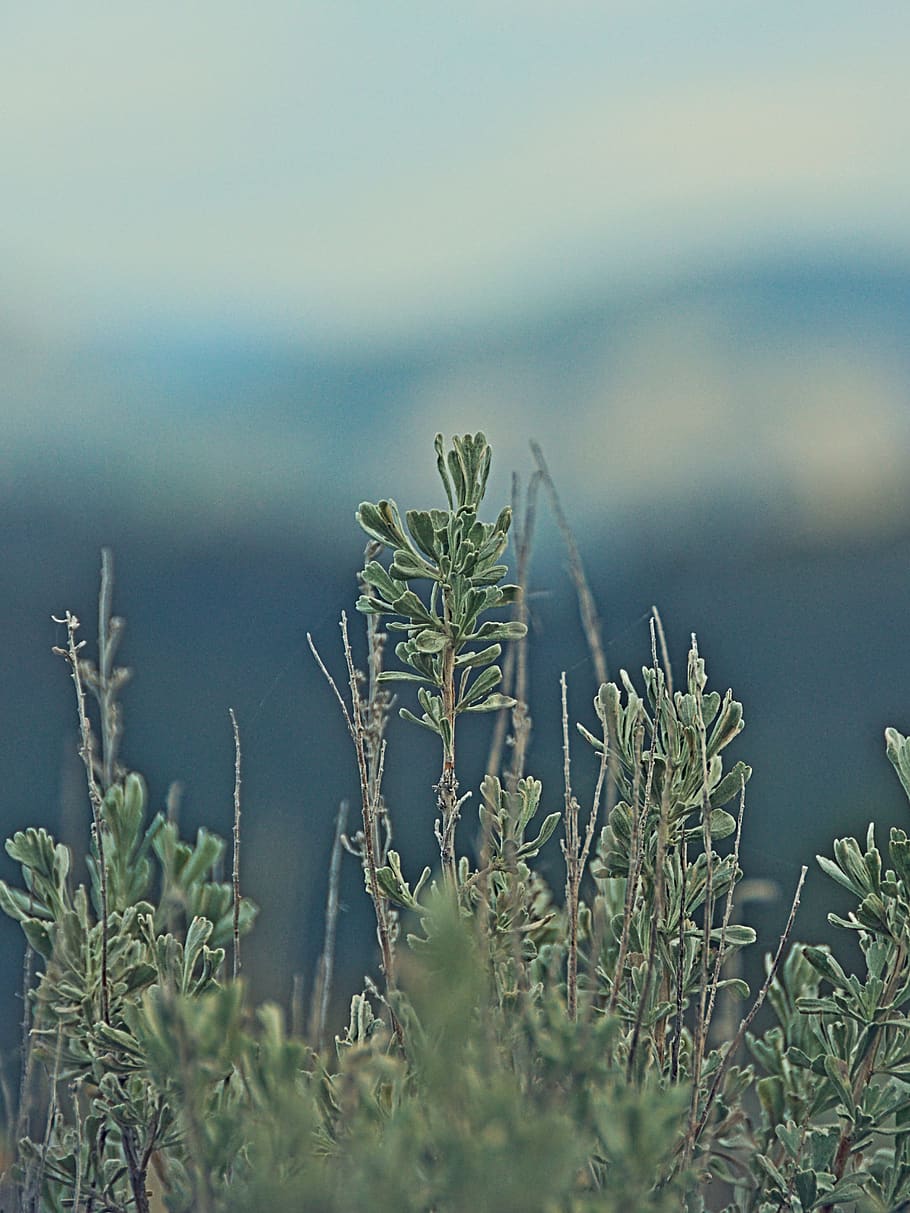 nature, sage, botannical, plants, growth, beauty in nature HD wallpaper