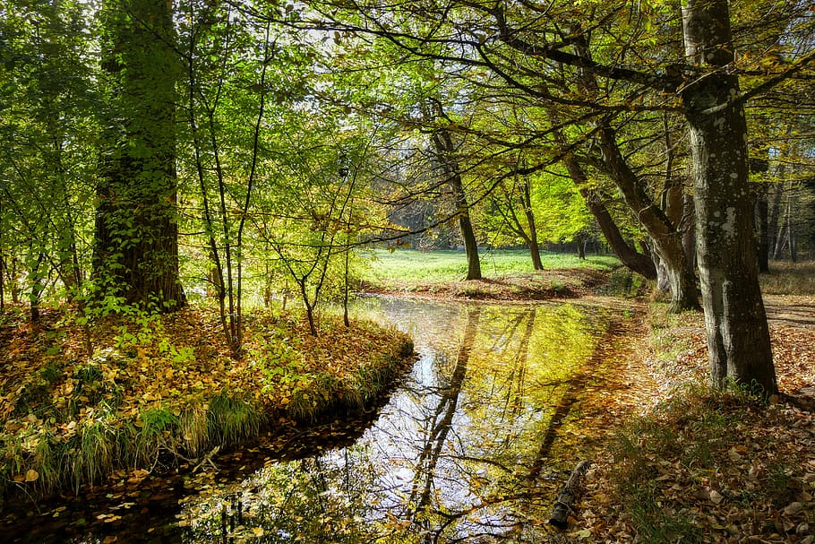 forest, bach, water, nature, landscape, creek, river, trees HD wallpaper