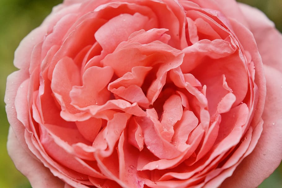 rose, nature, flowers, macro, outdoor, gardening, pink, plant HD wallpaper