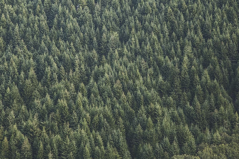 green, trees, forest, woods, nature, green color, plant, full frame HD wallpaper